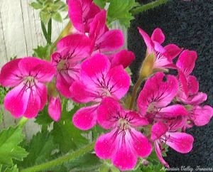 Brilliant Scented Geranium Flowers