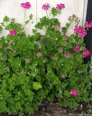 Brilliant Geranium showing off against a wall.