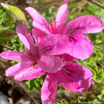 Pelargonium Prince of Orange Scented Geranium image