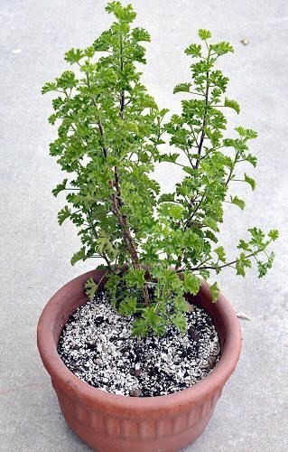 Prince of Orange Scented Geranium