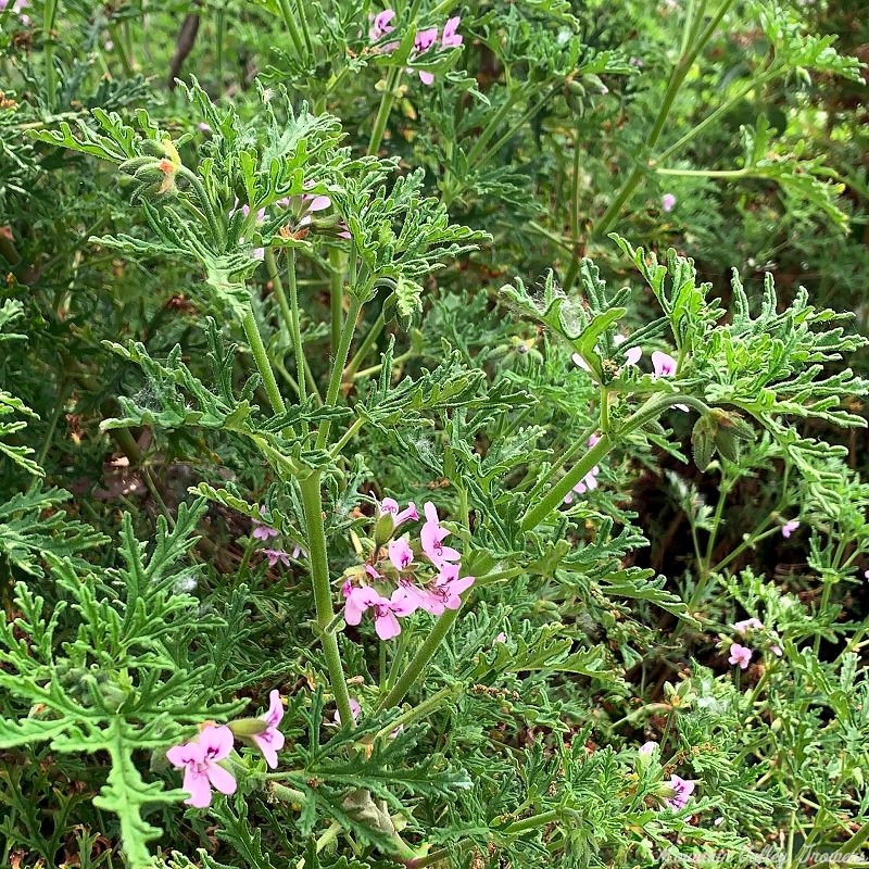 Delicately sculpted Skeleton Rose Scented Geranium