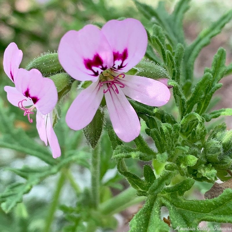 Beautifully marked flowers of Skeleton Rose Scented Geranium
