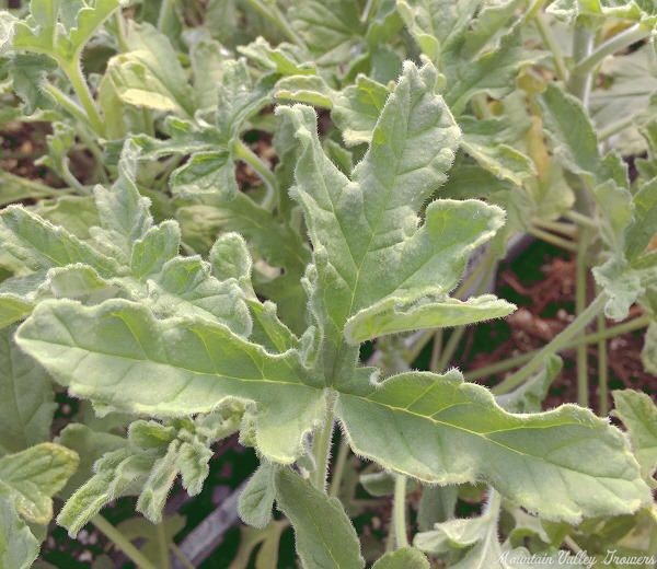 Rober's Lemon Rose Scented Geranium