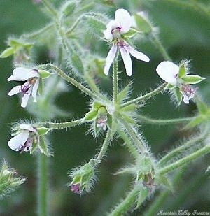 Close up of Peppermint Scented Geranium Flowers