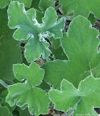 Pelargonium tomentosum Peppermint Scented Geranium image