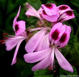 Village Hill Oak Geranium flowers