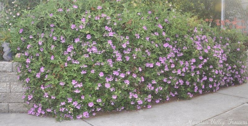 Village Hill Oak cascading down a wall