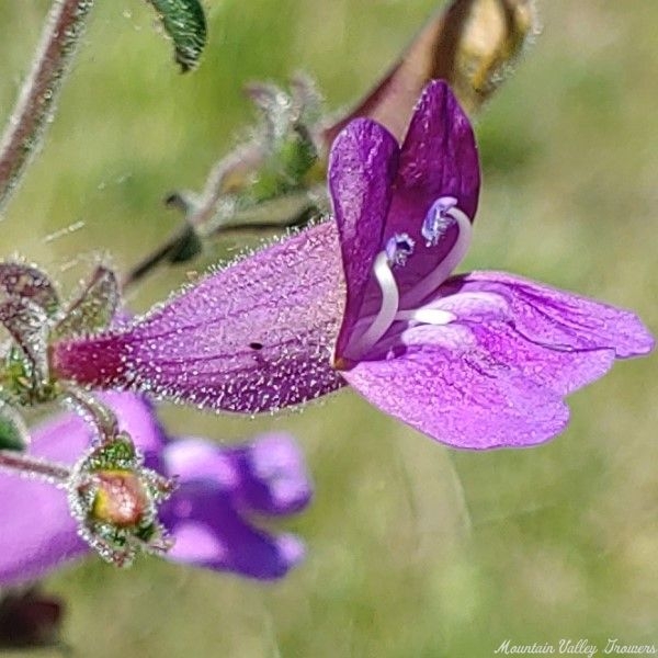 Foothill Penstemon flower