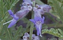 Russian Sage Flower