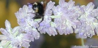 Russian Sage with Bumble Bee