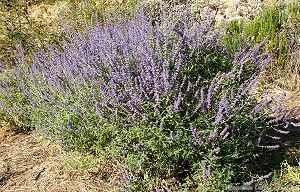 Russian Sage in bloom