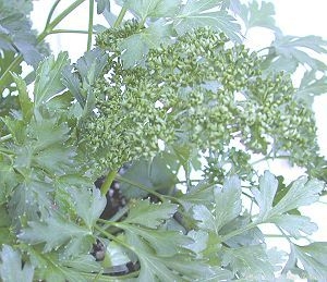 Curled Parsley Petroselinium crispum