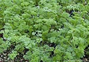 Lots and lots of Curled Parsley!
