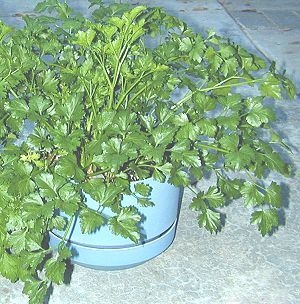 Italian Flat Leaf Parsley growing in a pot