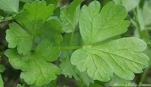 Italian Flat Leaf Parsley leaves.