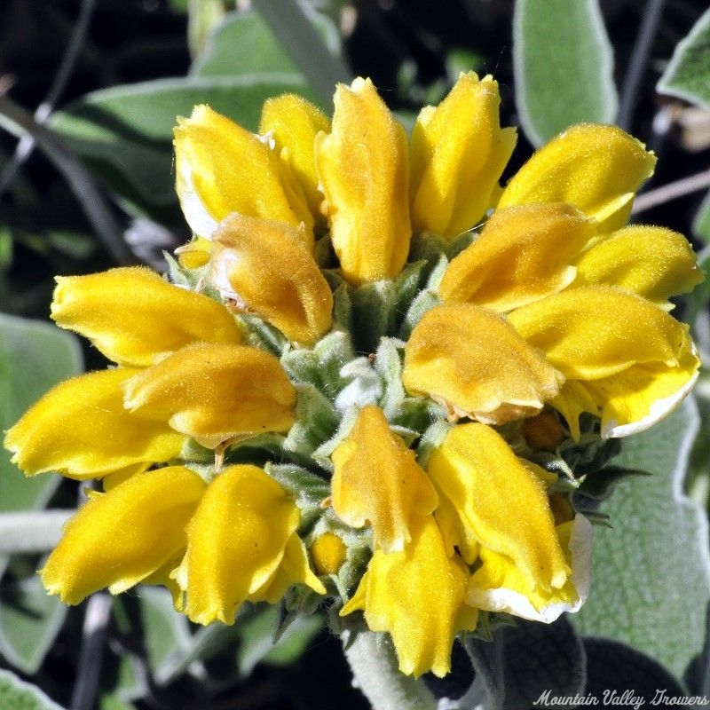 Jersualem Sage Flower