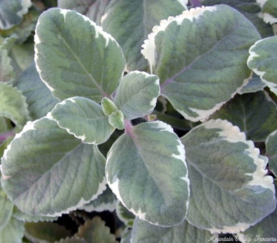 Plectranthus amboinicus Variegated Spanish Thyme image