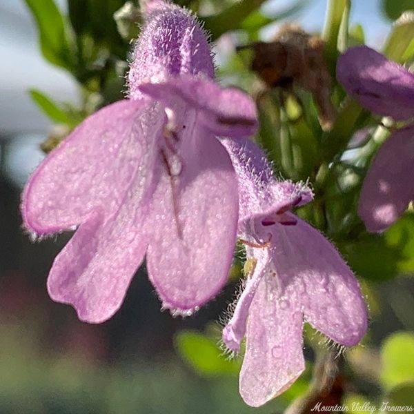 Southwestern Oregano Flowers