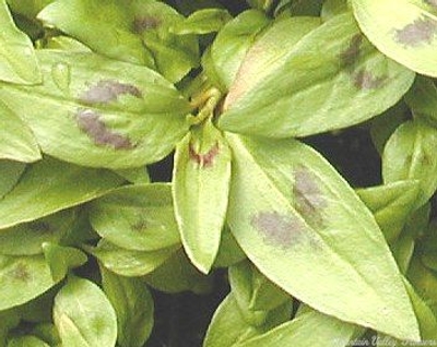 Vietnamese Cilantro is included in the International Herb Garden