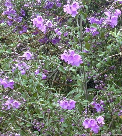 Australian Mint Bush in Flower
