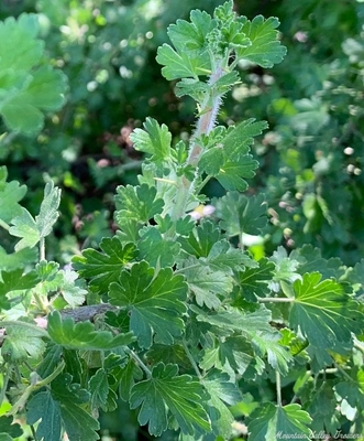 Ribes hirtellum Pixwell Goosberry image
