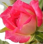 Magic Carrousel Rose Flower