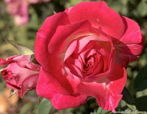 Andrea Miniature Rose