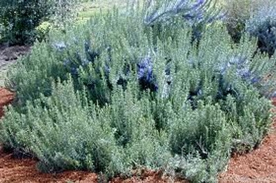 Pine Scented Rosemary is included in the Gourmet Herb Garden