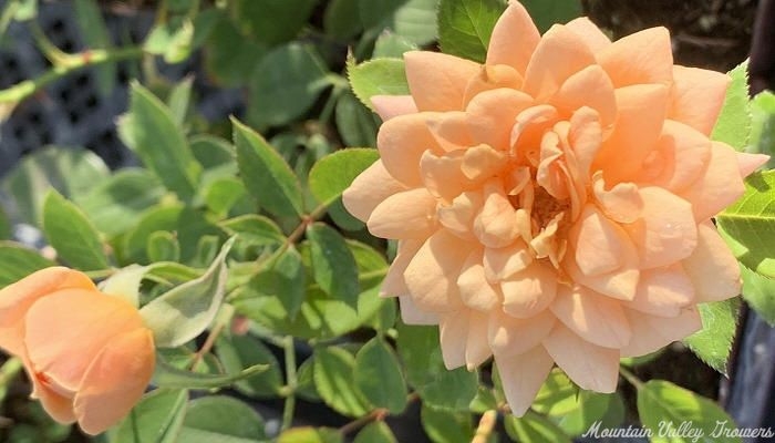 Apricot Twist Miniature Rose Blooms