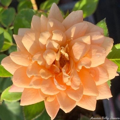 Apricot Twist Miniature Rose