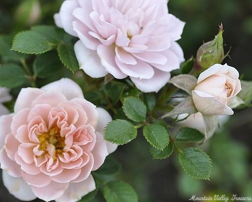 How to Plant and Grow Miniature Roses