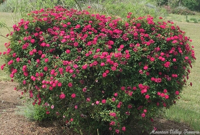 Beauty Secret Rose Bush