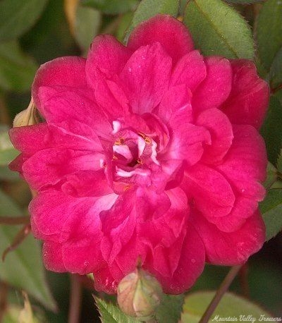 How to Plant and Grow Miniature Roses