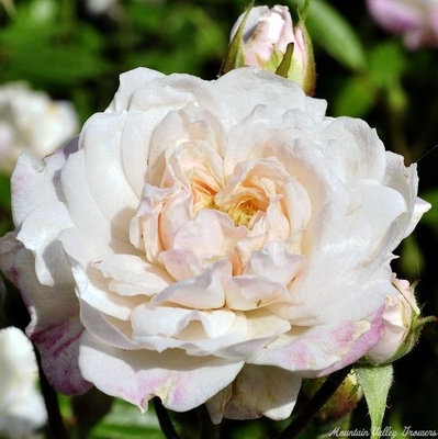 Cinderella Miniature Rose is included in the English Cottage Herb Garden