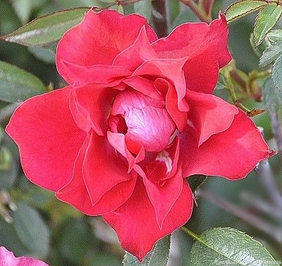 Don Marshall Miniature Rose