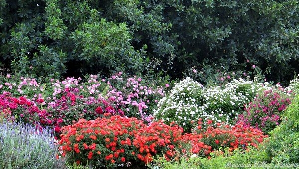 Rose Garden in April