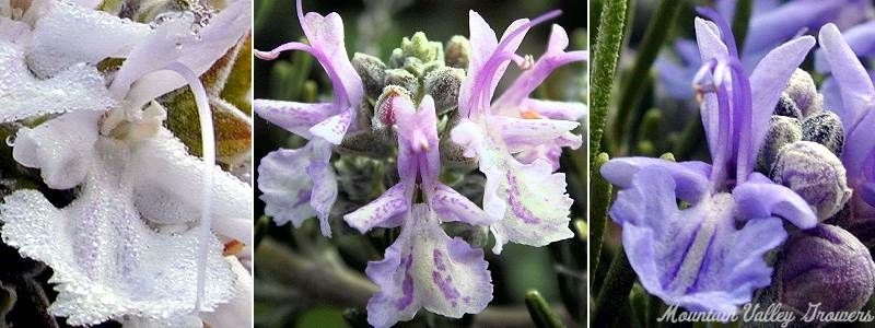 Three shades of rosemary