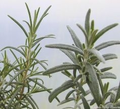 Comparison of Pine Scented Rosemary and White Rosemary