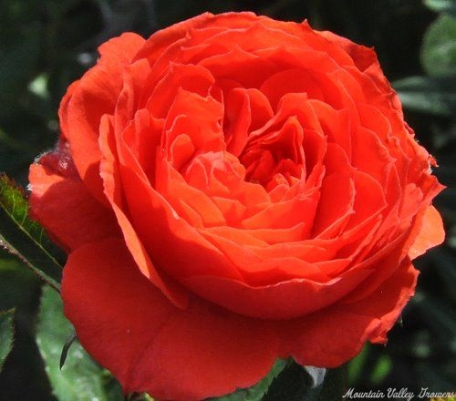 Fire Princess Miniature Rose Flower