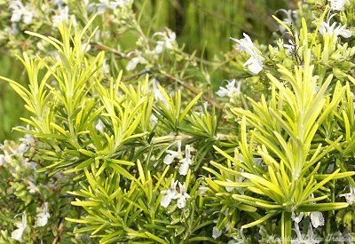 Golden Rain Rosemary leaves and flowers