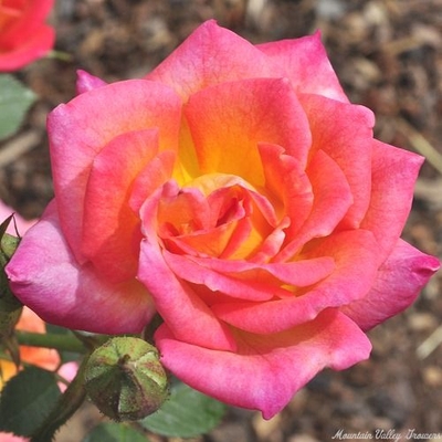Rosa Hot Tamale Miniature Rose image