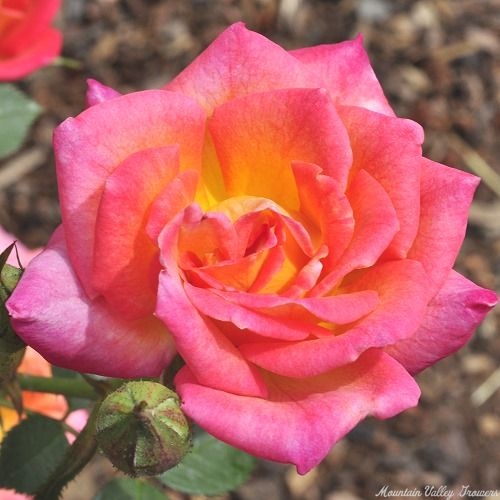 Hot Tamale Miniature Rose