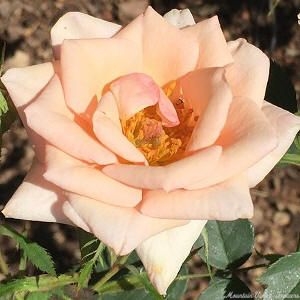 Jean Kenneally Miniature Rose 