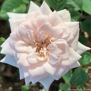 Jean Kenneally Miniature Rose