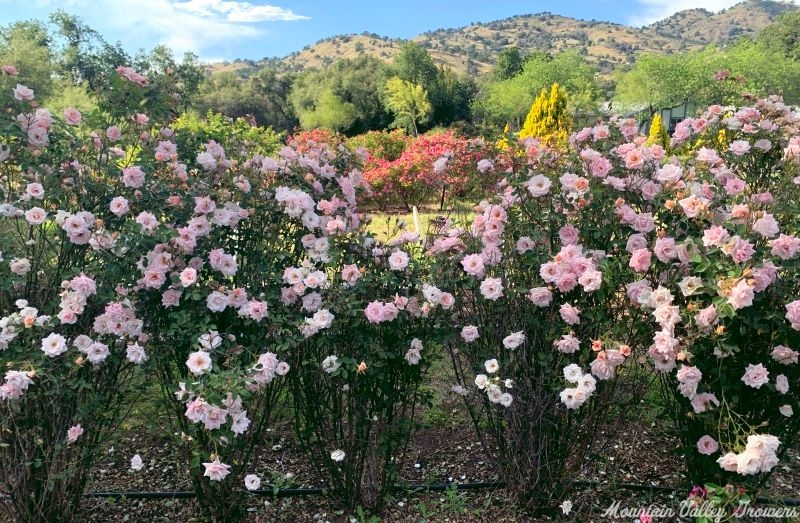 Jean Kenneally Miniature Rose