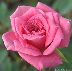 Judy Fischer Miniature Rose Bloom