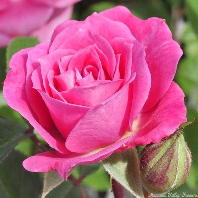 Judy Fischer Miniature Rose is included in the Crafter's Herb Garden Zones 5-11