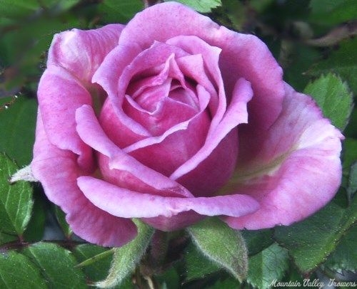 Lavender Lace Miniature Rose Bloom
