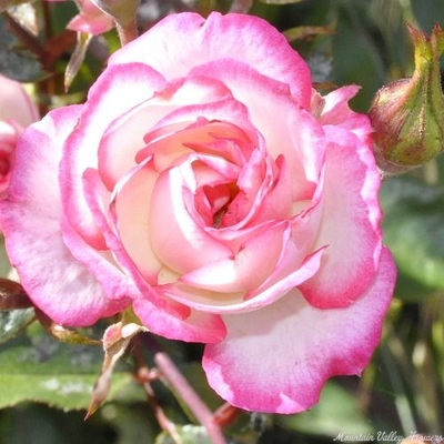 Rosa Magic Carrousel Miniature Rose image