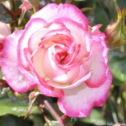 Magic Carrousel Miniature Rose